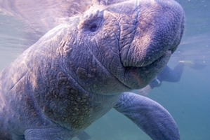 walrus under water
